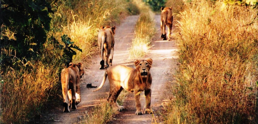 India's Pride - The Asiatic Lions, at Gir!