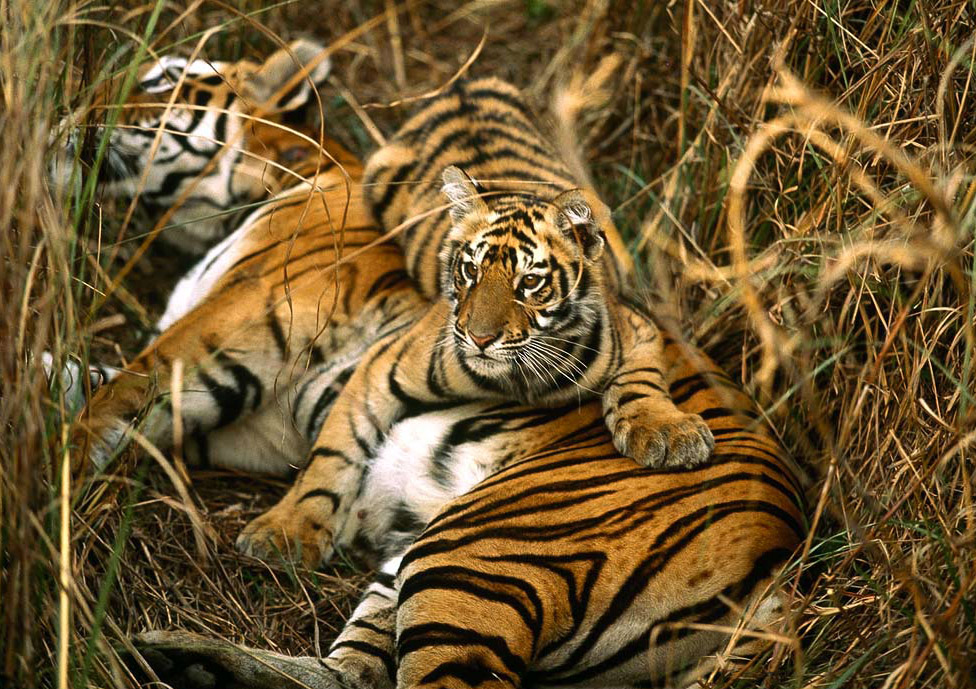 Tigers at Sundarbans Image Credits: thewildlifeofindia.com