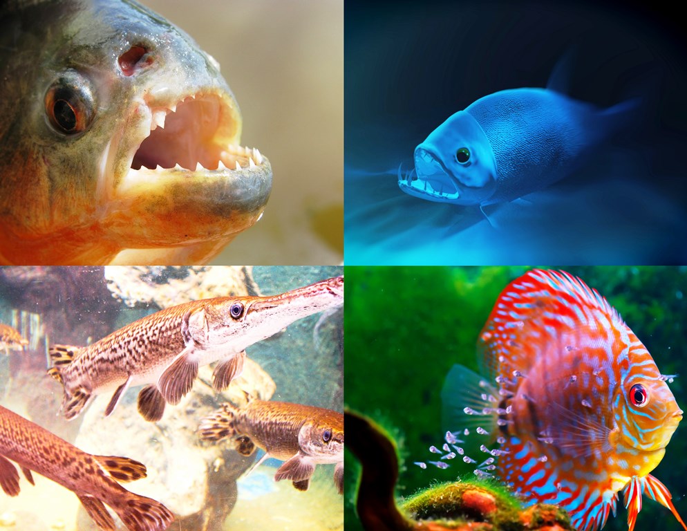 Clockwise (L-R) - Red-bellied Piranha, Payara Fish, Baby Discus, Arapaima