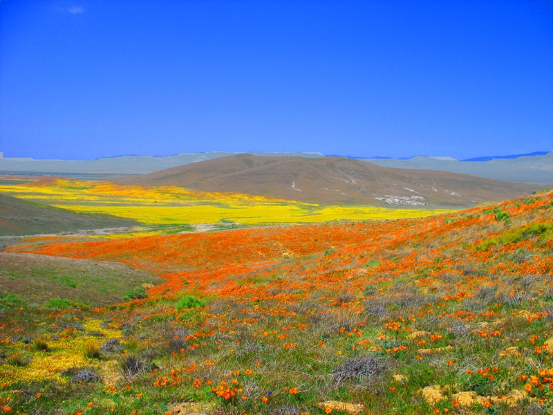 antelope_valley_poppy_preserve