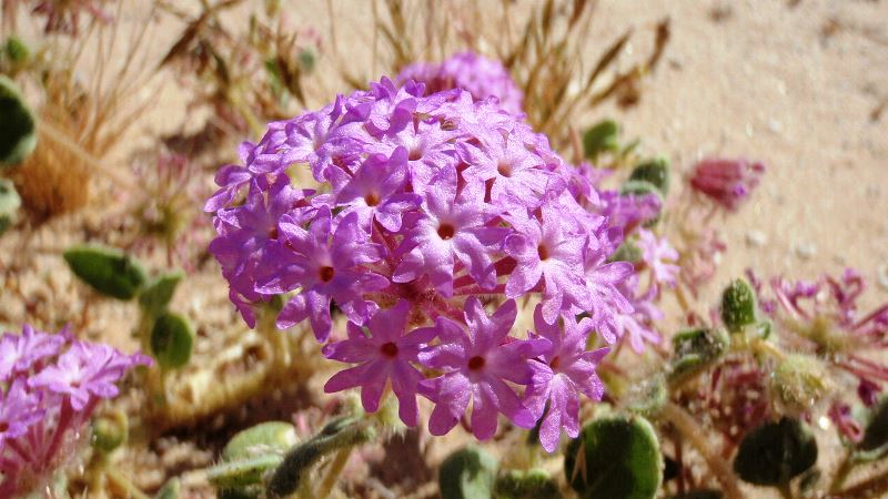 desert_sand_verbena_abronia_villosa_14395752801