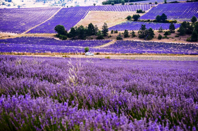 lavender_in_provence