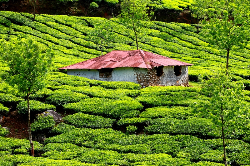 munnar